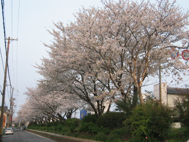 嘉家作の桜並木